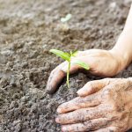 Woman hand watering and protect young tree on soil background ,E