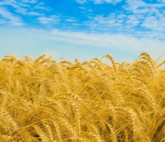Avrupa’da mahsul kayıpları neden üç kat daha arttı?